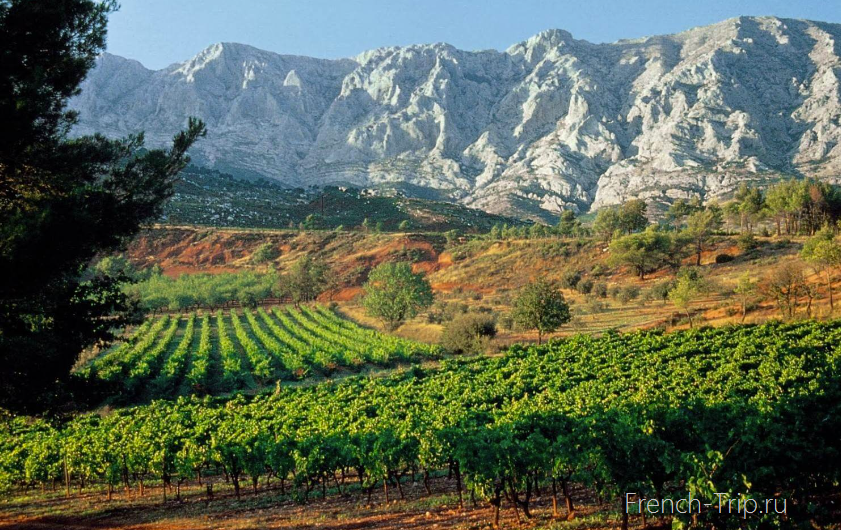 Provencal wine - AOC Cote de Provence - provence vineyards and rose wine