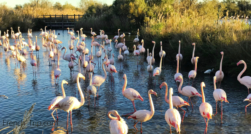 Flamingo in Camargue