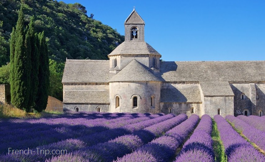 Senanque abber lavender fields Provence