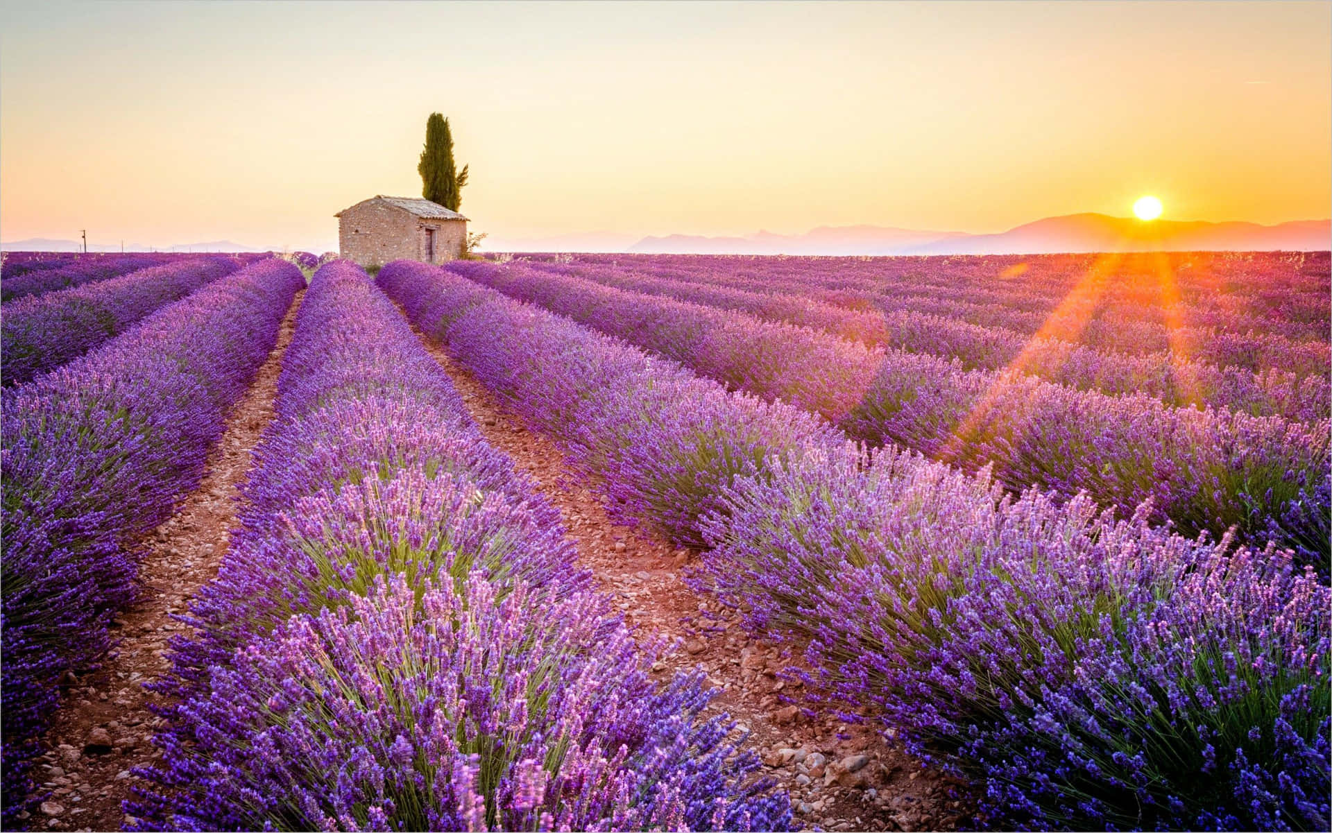 Lavender field in Provence - lavender festivals in Provence