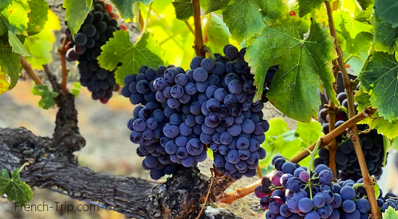 Corsica vineyards - grenache grapes - Ajaccio Wines (Vins d’Ajaccio)