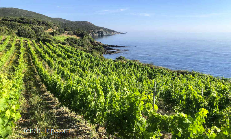 Corsica vineyards