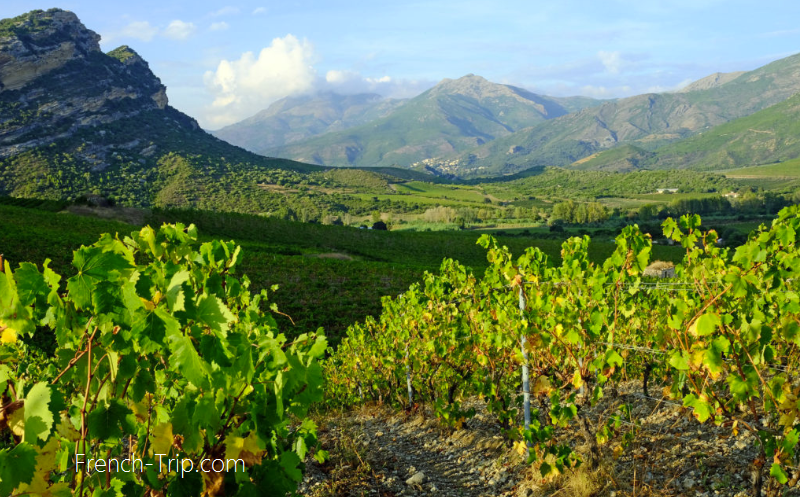 Patrimonio vineyards, Corsica vineyards Corsican wines