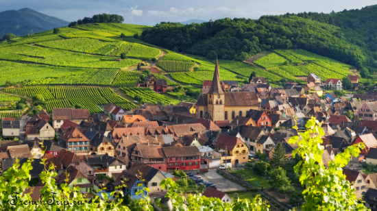 The village of Niedermorschwihr among the Alsace vineyards