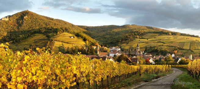 Vineyards above Ribeauvillé in Alsace