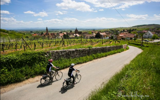 Cyclists on the marked cycle route through the Alsace vineyards