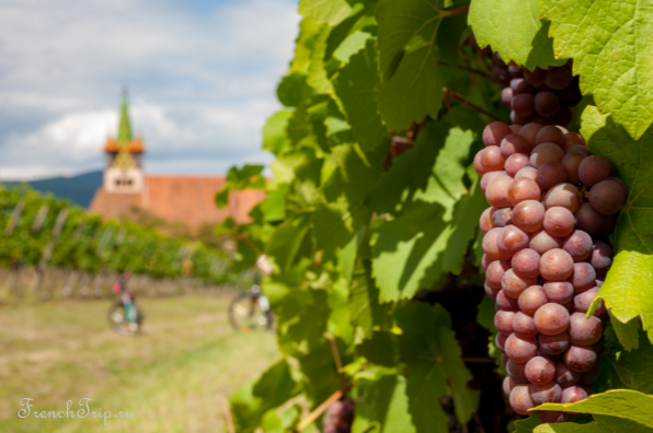 Ripe grapes on the vine in Alsace