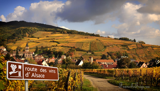 A Route des Vins d'Alsace road sign among the vineyards