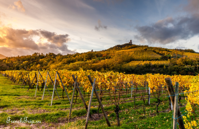Vineyards along the Alsace wine route in autumn