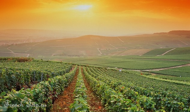Vineyards in the Bordeaux region at sunset