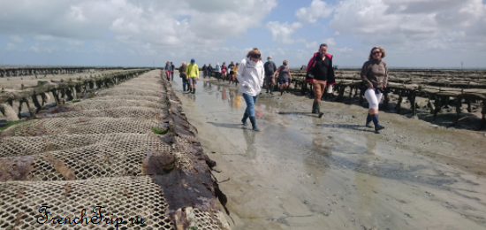 The oyster beds at Cancale exposed at low tide