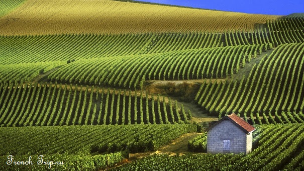Champagne vineyards on the chalk hillsides