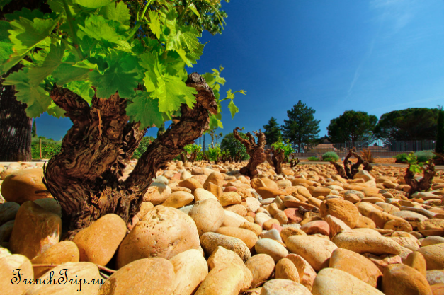 The large rounded galets covering a Châteauneuf-du-Pape vineyard