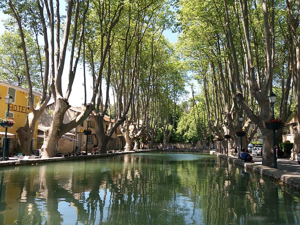 The plane trees round the basin at Cucuron