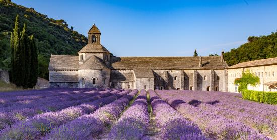 Lavender rows in front of the Abbey of Sénanque