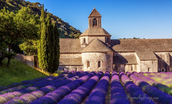 The Abbey of Sénanque with its lavender field in flower