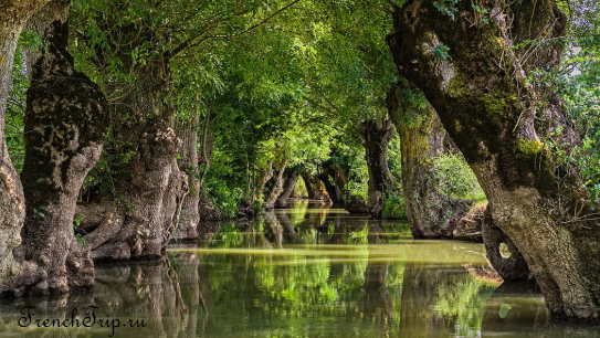 The green waterways of the Marais Poitevin