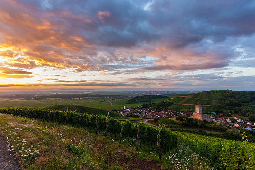 The vineyards around Katzenthal at dusk
