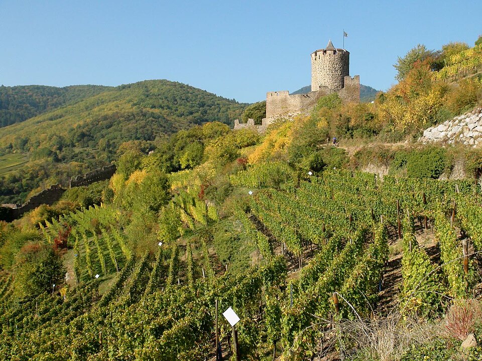 The ruined castle of Kaysersberg above its vineyards