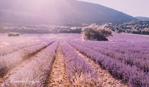 Lavender fields on the Sault plateau