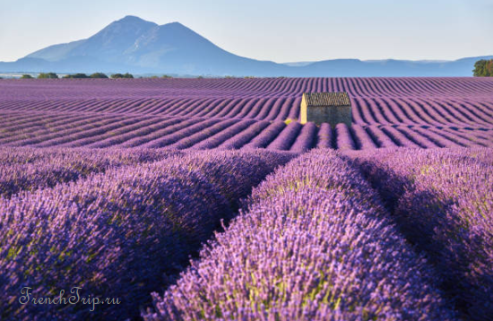Lavender fields on the Valensole plateau