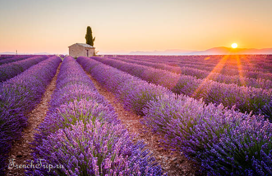 Lavender rows on the Valensole plateau at sunset
