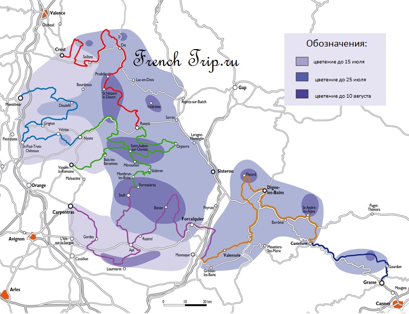 Map of lavender flowering periods across Provence