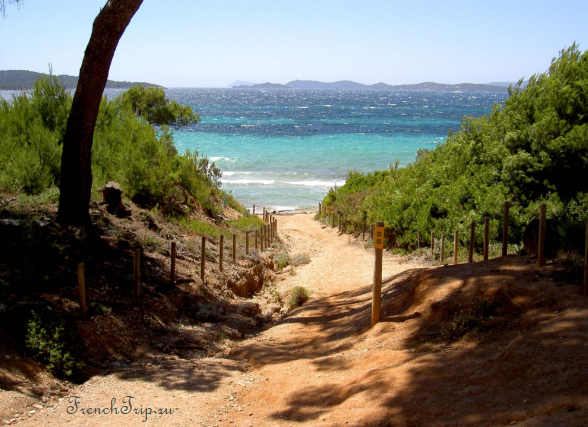 A sandy path through the pines on Porquerolles