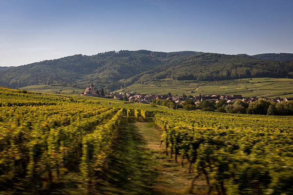 Vineyards along the Alsace wine route