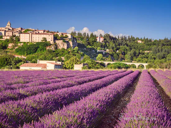 Lavender fields on the Sault plateau below the village