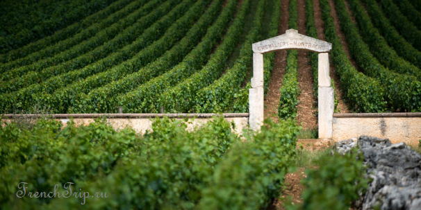 Vineyards in Burgundy with a stone gateway