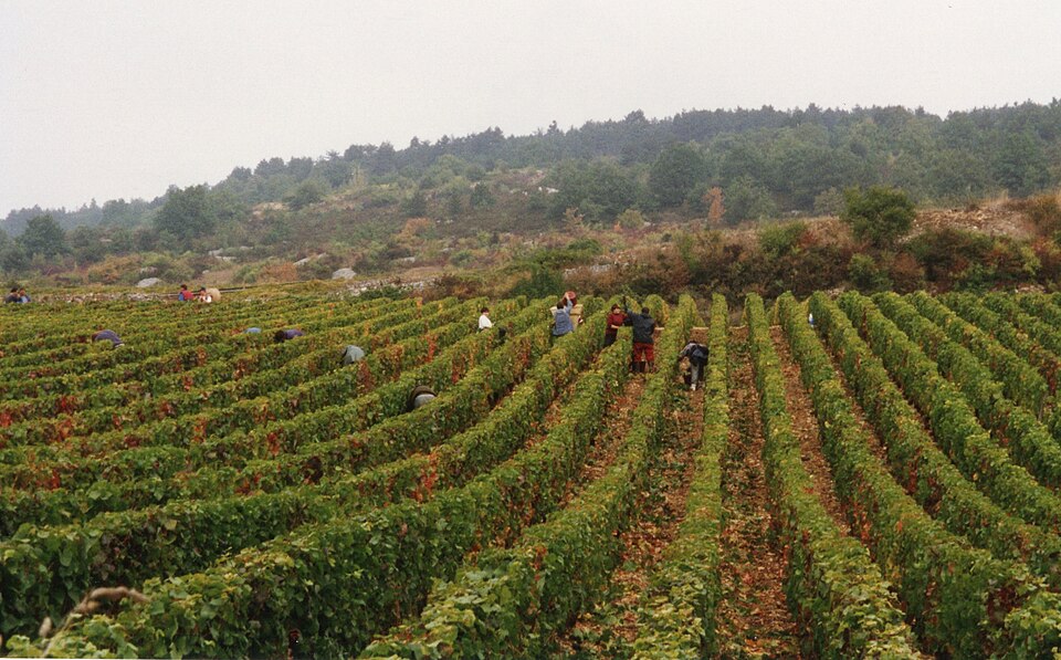 Grape pickers working a vineyard row during the harvest
