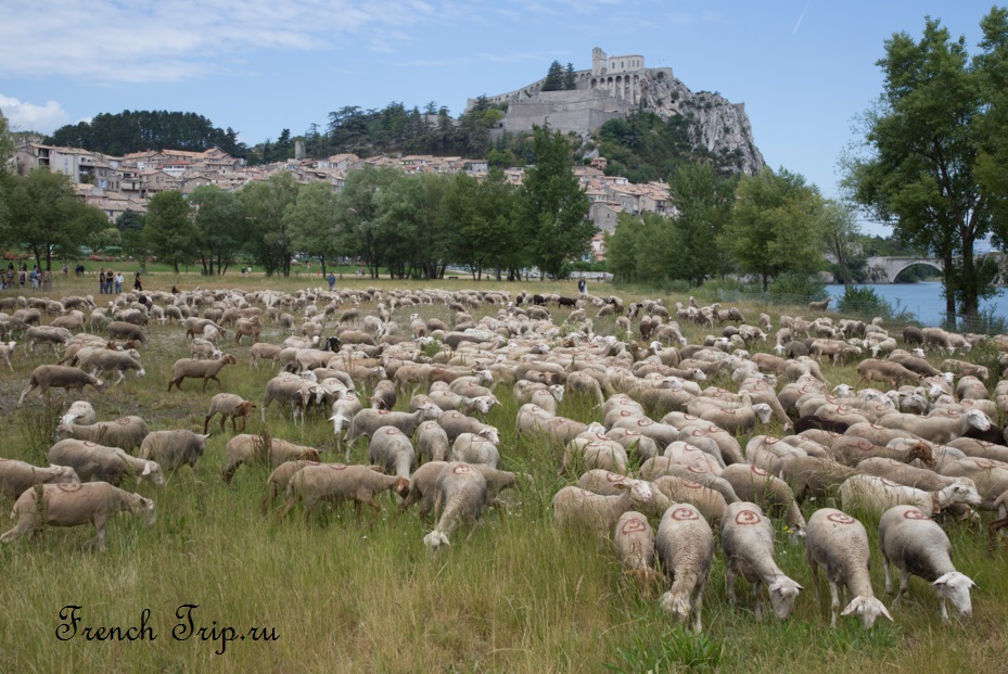 The citadel of Sisteron above the Durance, with a transhumance flock below