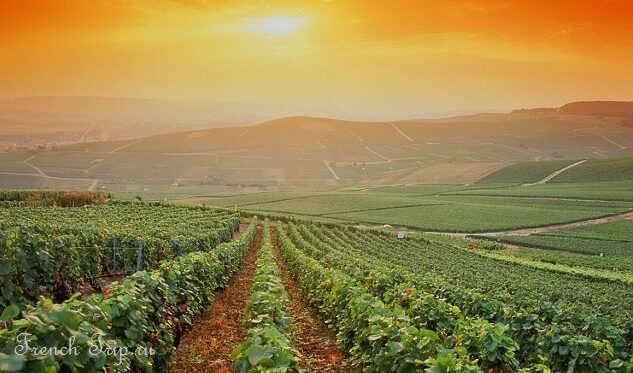 Vineyards of Bordeaux, the wine region of Aquitaine