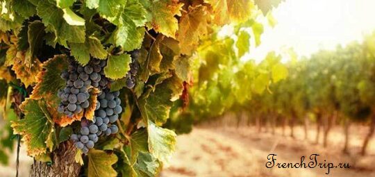 Vineyards of the Marne, the heart of the Champagne region