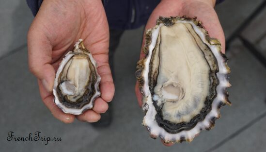 French oysters of different calibres side by side